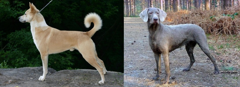 Slovensky Hrubosrsty Stavac vs Canaan Dog - Breed Comparison