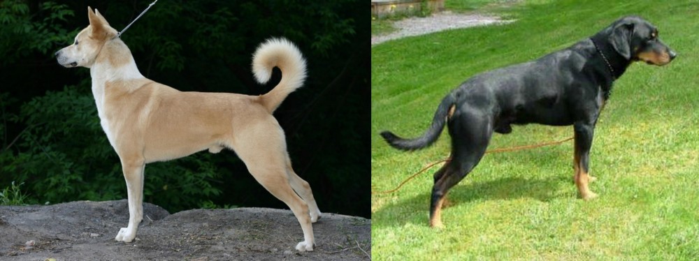 Smalandsstovare vs Canaan Dog - Breed Comparison