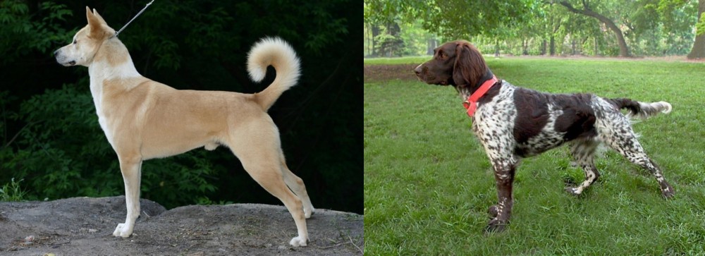 Small Munsterlander vs Canaan Dog - Breed Comparison