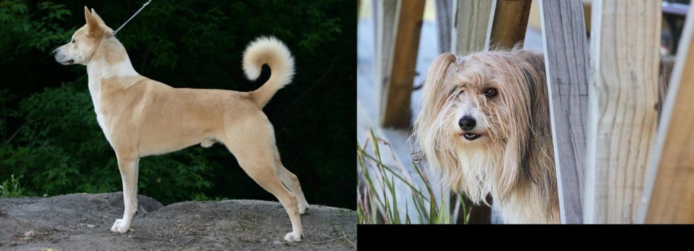 Smithfield vs Canaan Dog - Breed Comparison