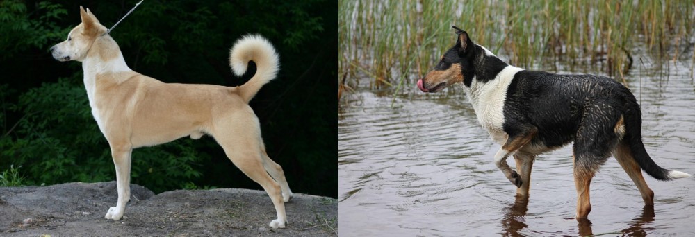 Smooth Collie vs Canaan Dog - Breed Comparison
