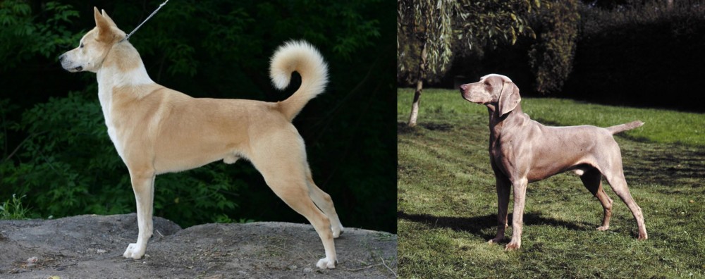 Smooth Haired Weimaraner vs Canaan Dog - Breed Comparison