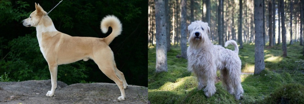 Soft-Coated Wheaten Terrier vs Canaan Dog - Breed Comparison