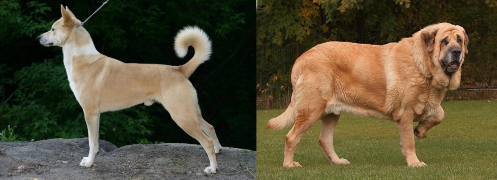 Spanish Mastiff vs Canaan Dog - Breed Comparison