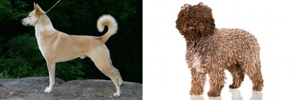 Spanish Water Dog vs Canaan Dog - Breed Comparison