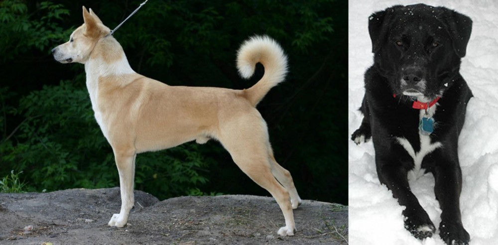 St. John's Water Dog vs Canaan Dog - Breed Comparison