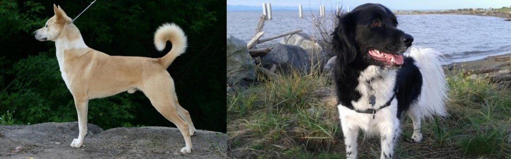 Stabyhoun vs Canaan Dog - Breed Comparison