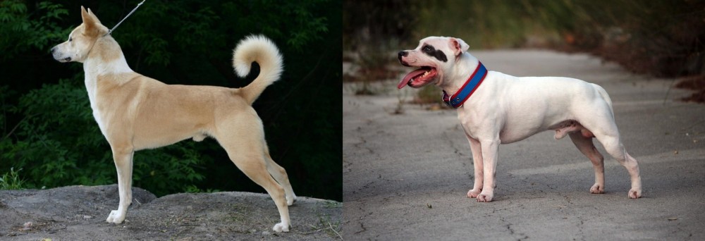 Staffordshire Bull Terrier vs Canaan Dog - Breed Comparison