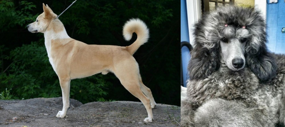 Standard Poodle vs Canaan Dog - Breed Comparison