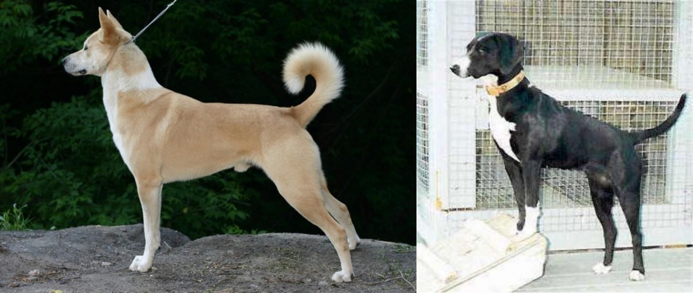 Stephens Stock vs Canaan Dog - Breed Comparison
