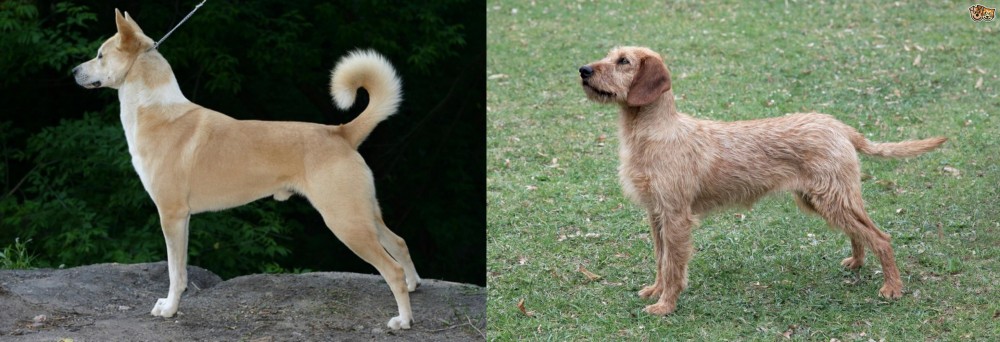 Styrian Coarse Haired Hound vs Canaan Dog - Breed Comparison