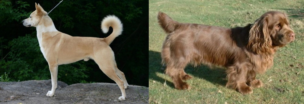 Sussex Spaniel vs Canaan Dog - Breed Comparison