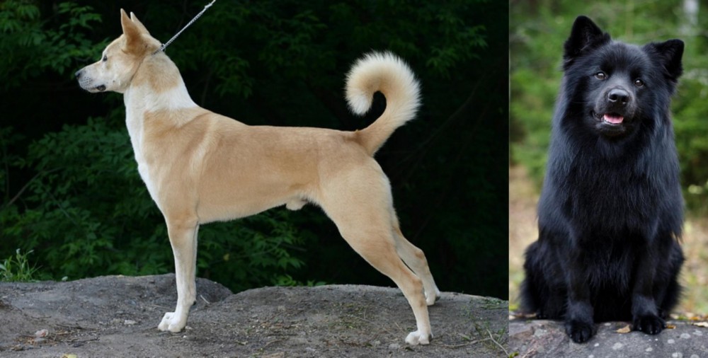 Swedish Lapphund vs Canaan Dog - Breed Comparison