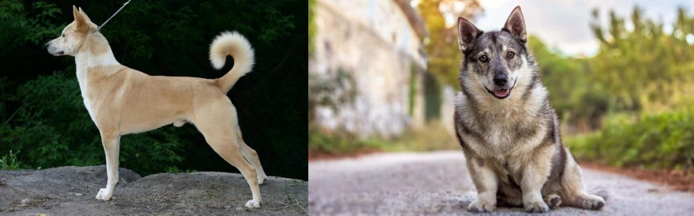 Swedish Vallhund vs Canaan Dog - Breed Comparison