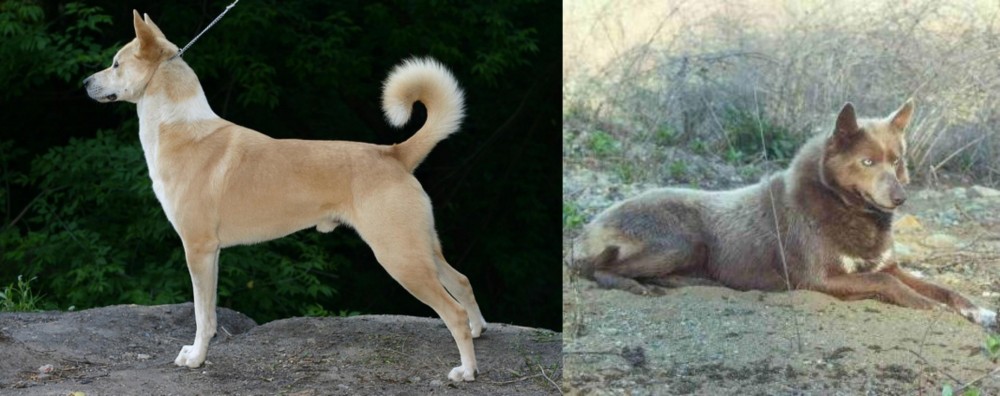 Tahltan Bear Dog vs Canaan Dog - Breed Comparison
