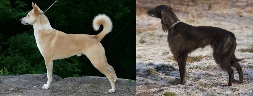 Taigan vs Canaan Dog - Breed Comparison