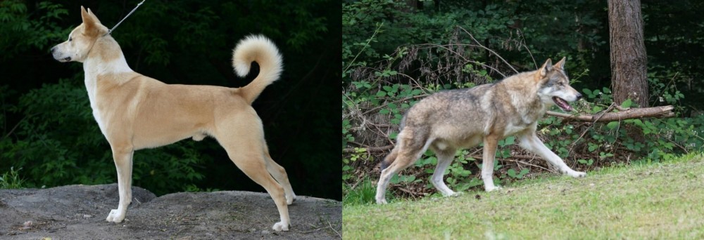 Tamaskan vs Canaan Dog - Breed Comparison