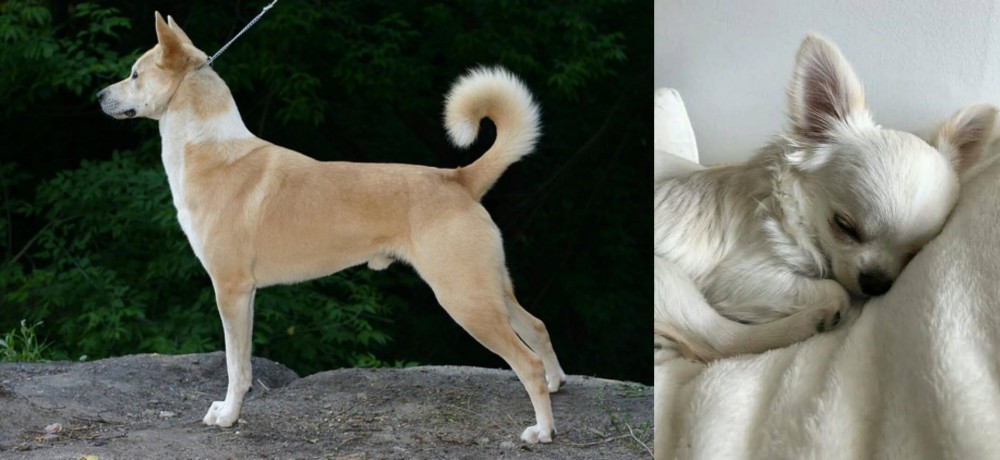 Tea Cup Chihuahua vs Canaan Dog - Breed Comparison