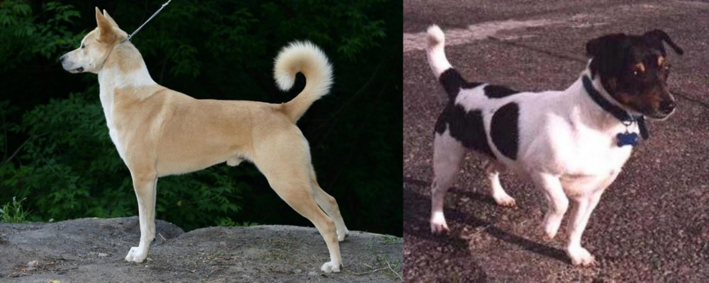 Teddy Roosevelt Terrier vs Canaan Dog - Breed Comparison