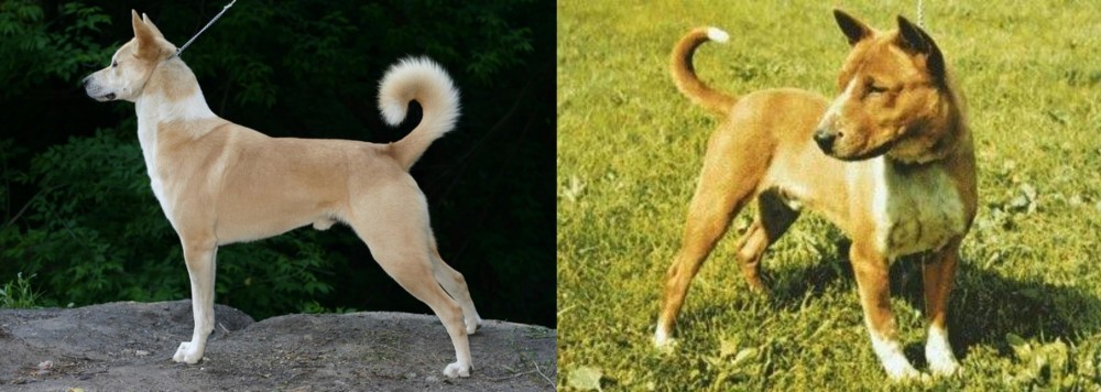 Telomian vs Canaan Dog - Breed Comparison
