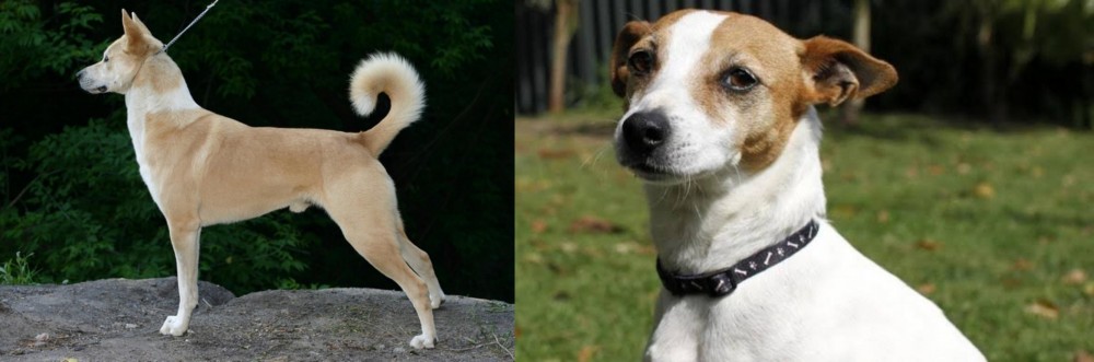 Tenterfield Terrier vs Canaan Dog - Breed Comparison