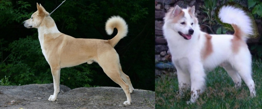 Thai Bangkaew vs Canaan Dog - Breed Comparison