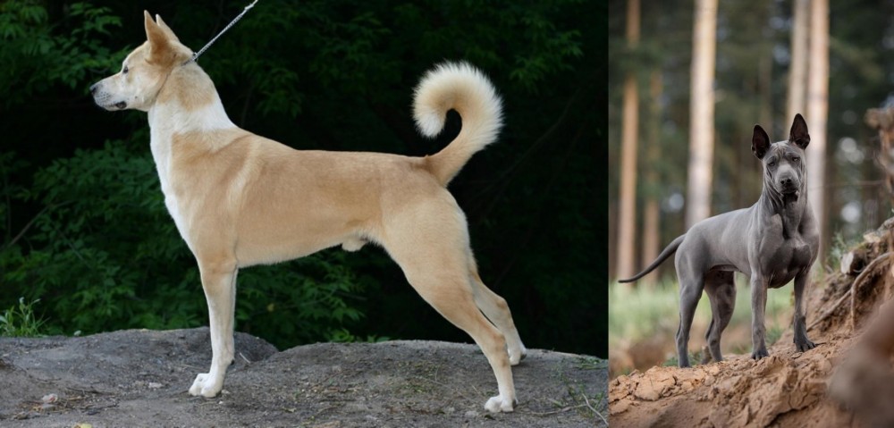 Thai Ridgeback vs Canaan Dog - Breed Comparison