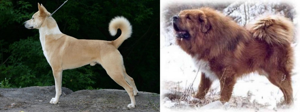 Tibetan Kyi Apso vs Canaan Dog - Breed Comparison