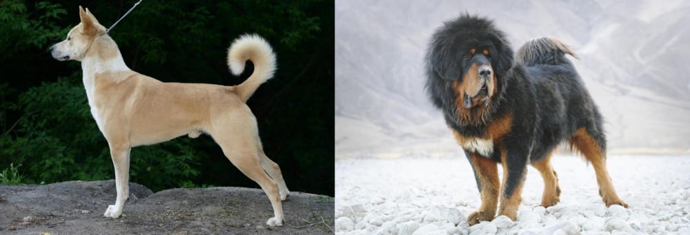 Tibetan Mastiff vs Canaan Dog - Breed Comparison