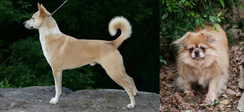 Tibetan Spaniel vs Canaan Dog - Breed Comparison