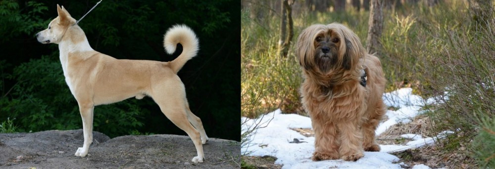 Tibetan Terrier vs Canaan Dog - Breed Comparison