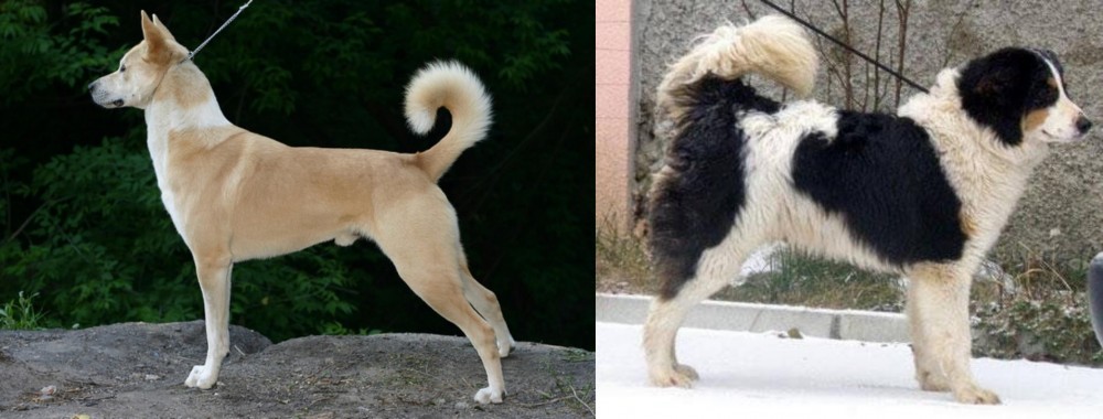 Tornjak vs Canaan Dog - Breed Comparison