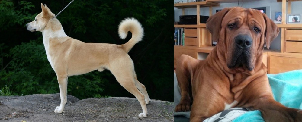 Tosa vs Canaan Dog - Breed Comparison