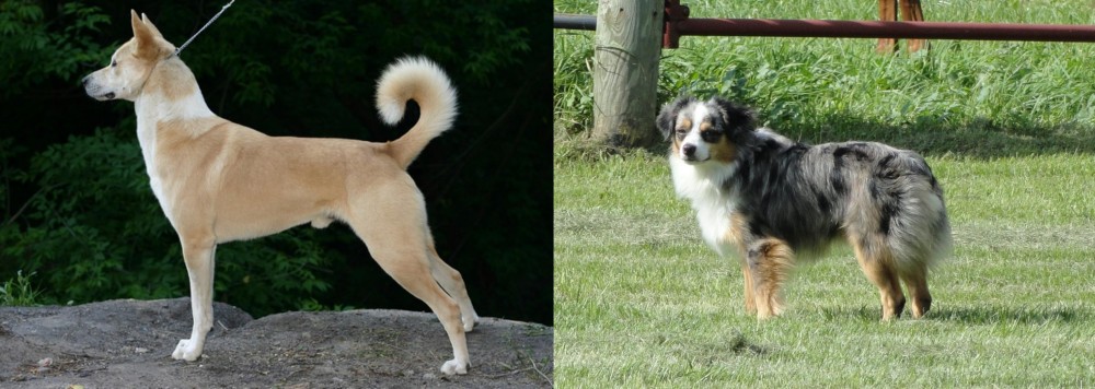 Toy Australian Shepherd vs Canaan Dog - Breed Comparison