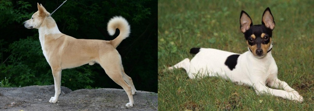 Toy Fox Terrier vs Canaan Dog - Breed Comparison