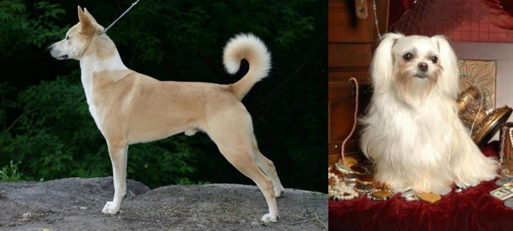 Toy Mi-Ki vs Canaan Dog - Breed Comparison