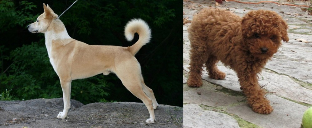 Toy Poodle vs Canaan Dog - Breed Comparison