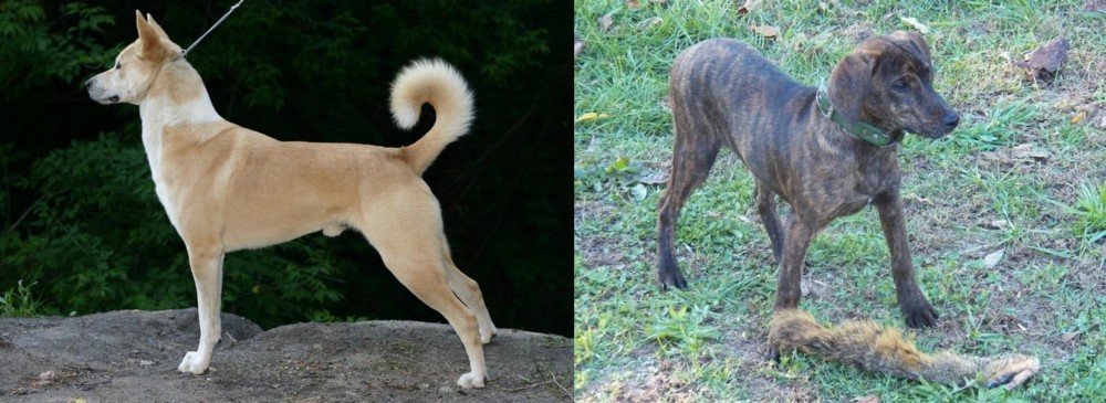Treeing Cur vs Canaan Dog - Breed Comparison