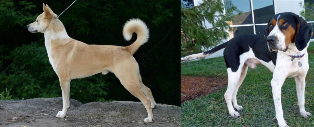 Treeing Walker Coonhound vs Canaan Dog - Breed Comparison