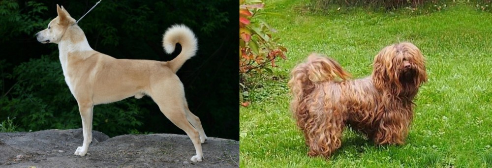 Tsvetnaya Bolonka vs Canaan Dog - Breed Comparison