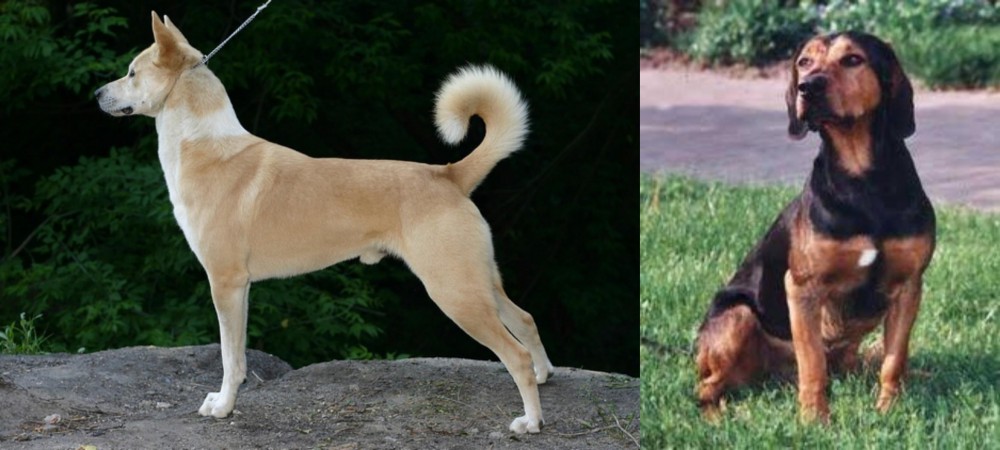 Tyrolean Hound vs Canaan Dog - Breed Comparison