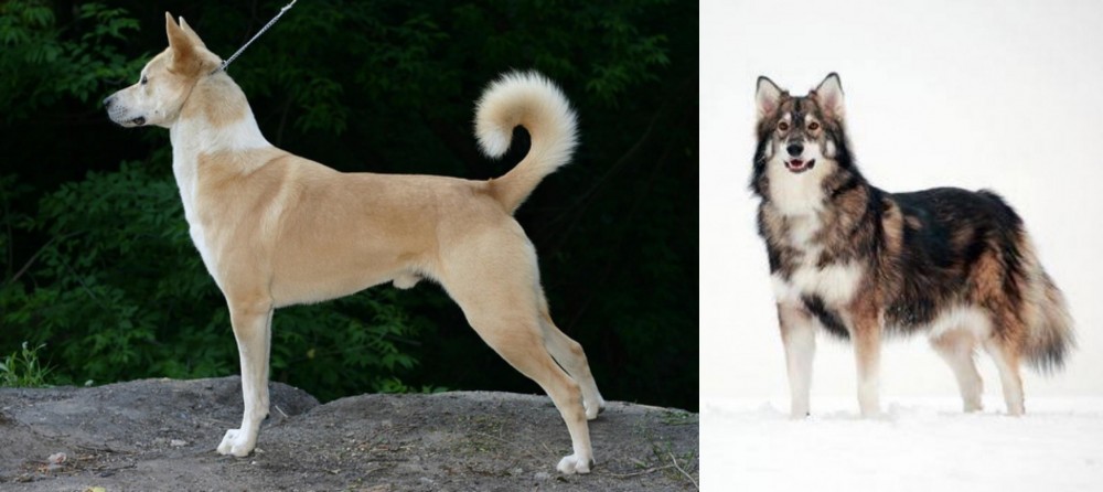 Utonagan vs Canaan Dog - Breed Comparison
