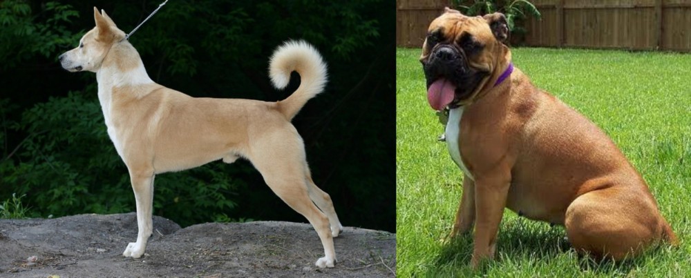Valley Bulldog vs Canaan Dog - Breed Comparison