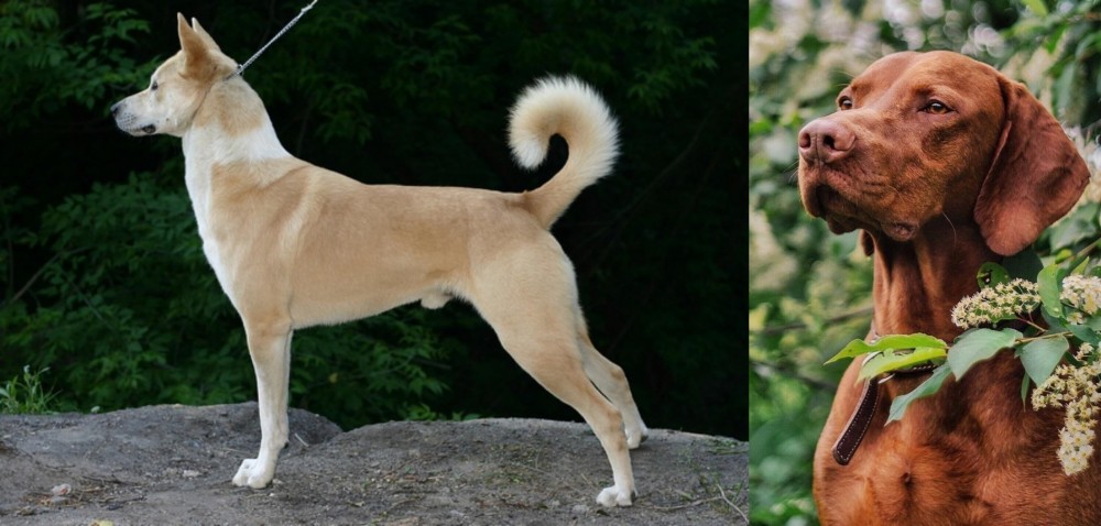 Vizsla vs Canaan Dog - Breed Comparison