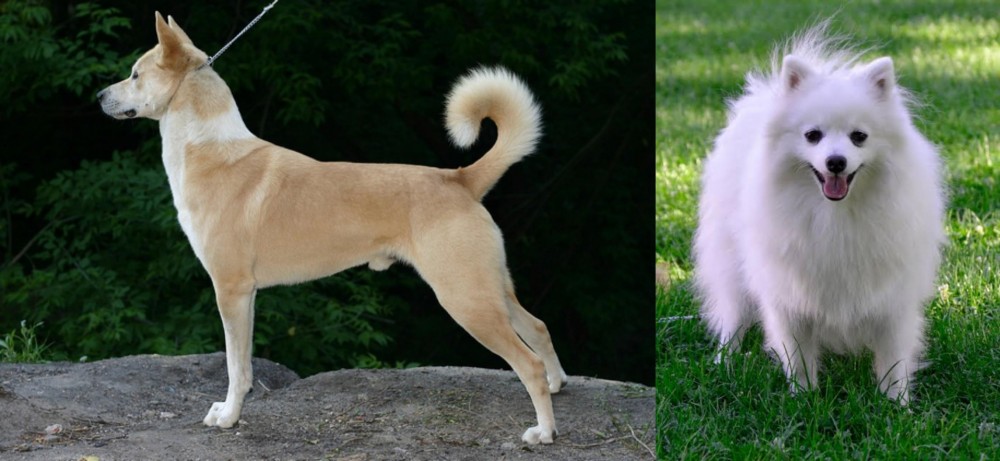 Volpino Italiano vs Canaan Dog - Breed Comparison