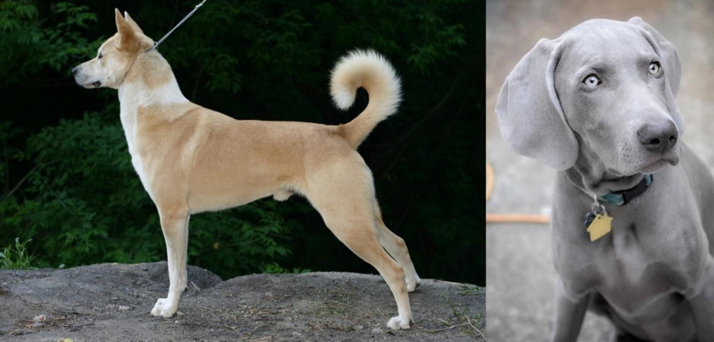 Weimaraner vs Canaan Dog - Breed Comparison