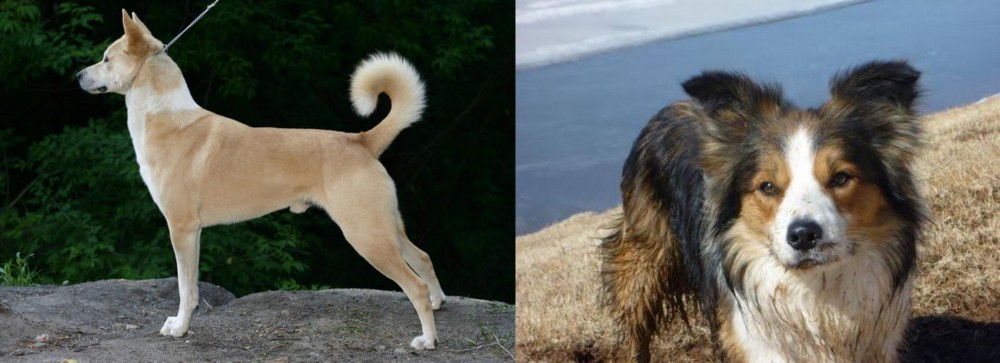 Welsh Sheepdog vs Canaan Dog - Breed Comparison