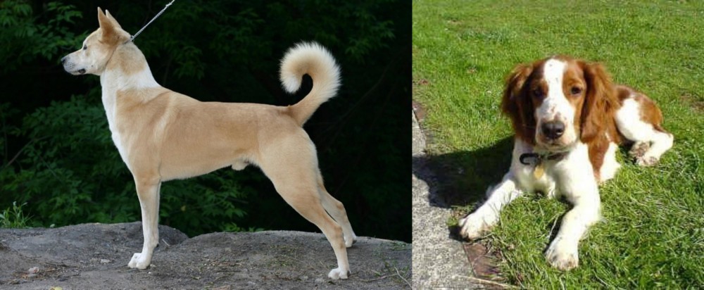 Welsh Springer Spaniel vs Canaan Dog - Breed Comparison