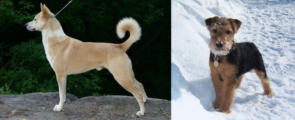 Welsh Terrier vs Canaan Dog - Breed Comparison
