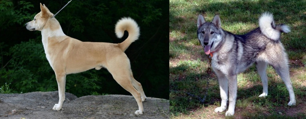 West Siberian Laika vs Canaan Dog - Breed Comparison